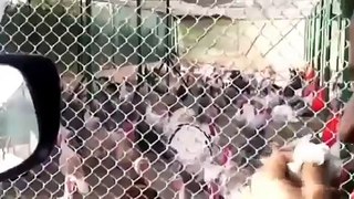 Man Gobbles at Turkeys Turkeys Gobble Back