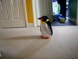 Dog goes mad after seeing the penguin