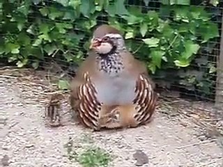 Keklik ve Palazları