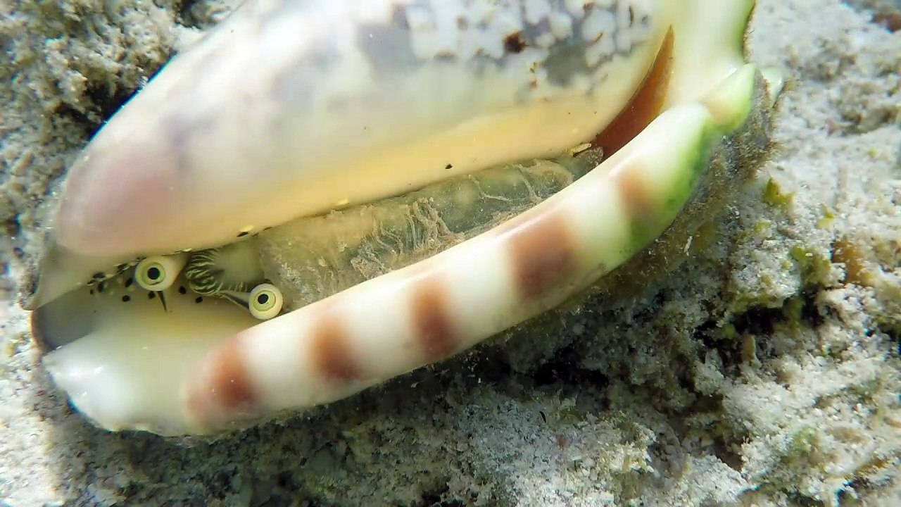 Korallenriffs in mauritius in höchster gefahr