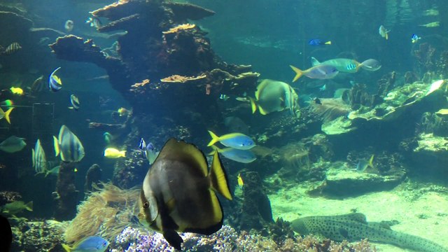 Nausicaa fête son 25ème anniversaire en 2016: voici les festivités prévues