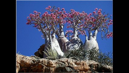 Адениум   прекрасный цветок пустыни