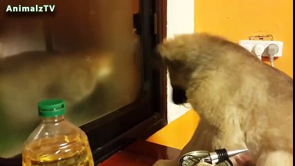 Cute Dogs and Cats Meeting For The First Time Compilation 2015 [NEW EDITION HD]