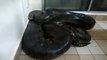 Un brésilien veut toucher un anaconda géant