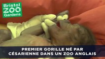 Premier gorille né par césarienne dans un zoo anglais