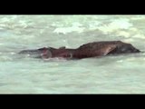 Berat , Një kafshë e ngordhur në ujrat e lumit Osum -Ora News- Lajmi i fundit-