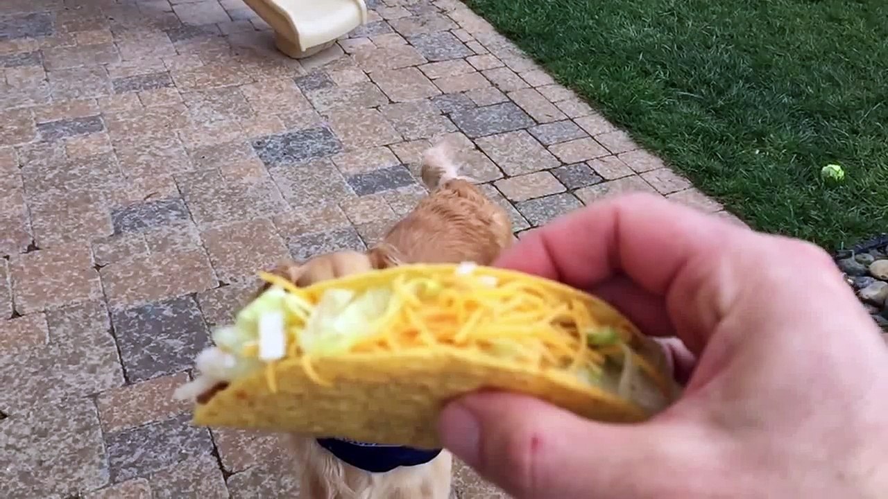 Fritz Tries to Catch a Taco