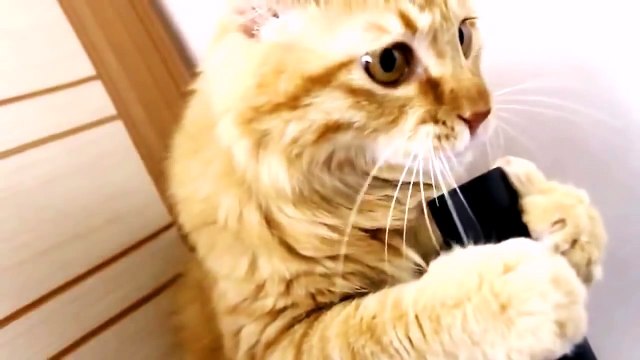 прикол!!! Котэ засасывает в пылесос