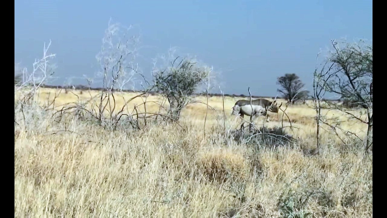 Rhino vs SUV