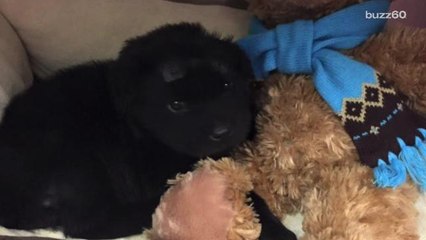 Puppy on the mend after being shot 18 times with a BB gun