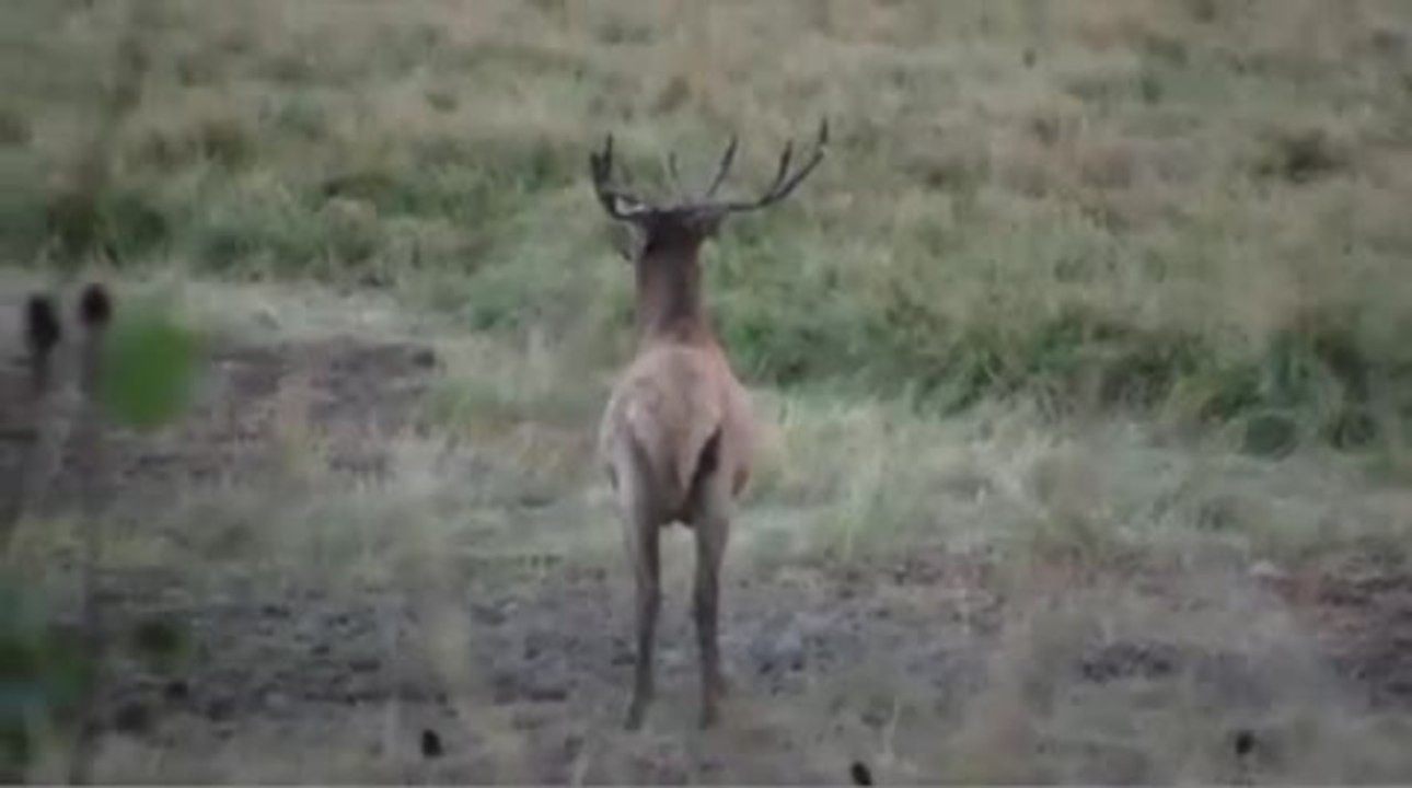 Crazy Elk - 02
