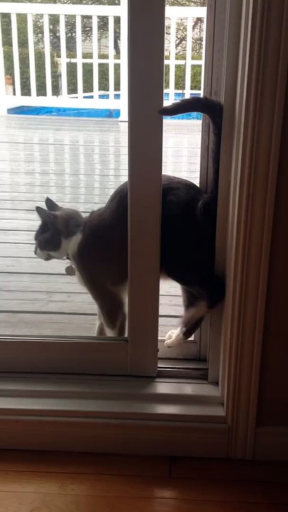 Jasper the Contortionist Cat