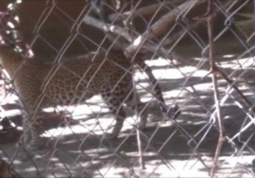 When a Leopard Pays a Visit