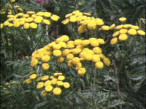 Nord Pas-de-Calais - Somme : 4 randonnées - Documentaire 1