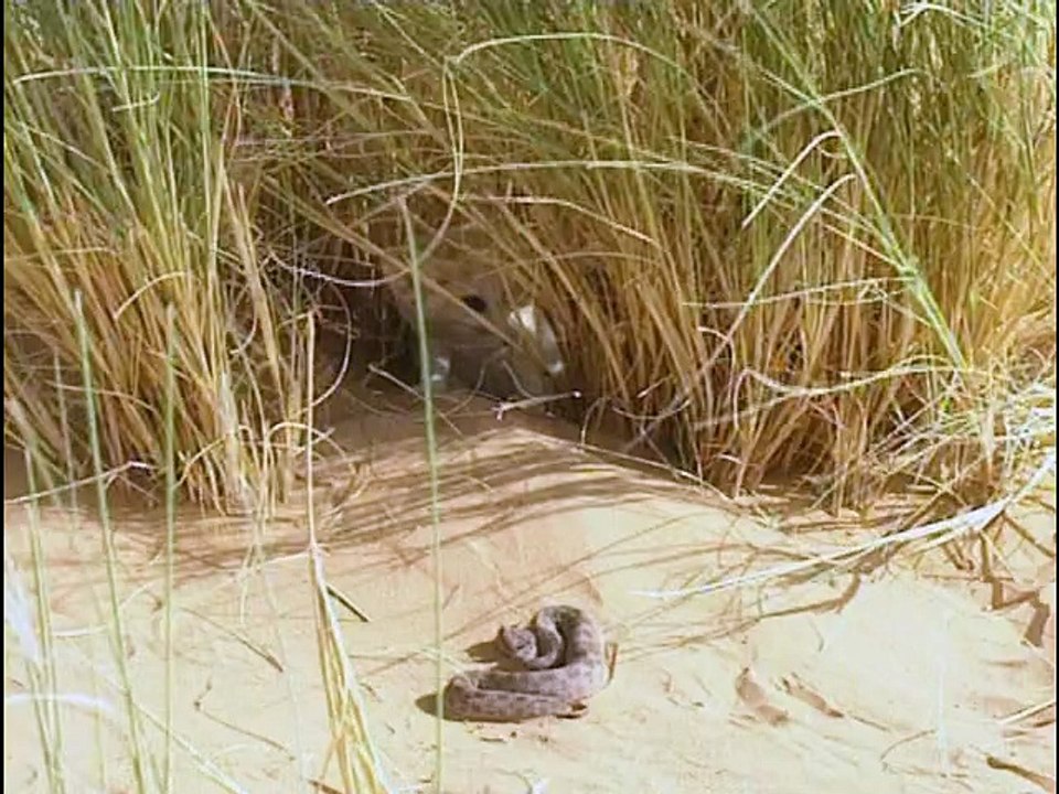Animaux du désert : La vie dans les vagues de sables - Documentaire 1