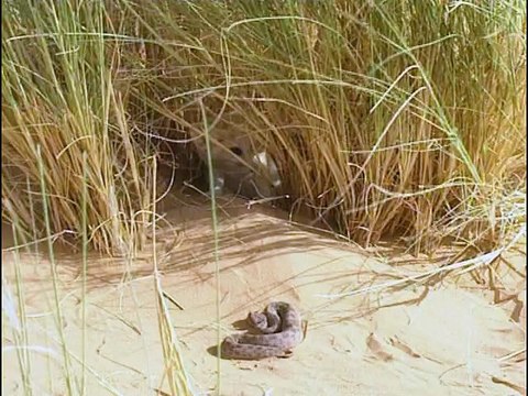 Animaux du désert : La vie dans les vagues de sables - Documentaire 1