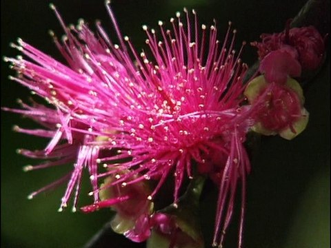 Martinique : 6 randonnées - Documentaire 1