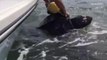 Off-duty police officers rescue tangled 9 foot turtle in Florida