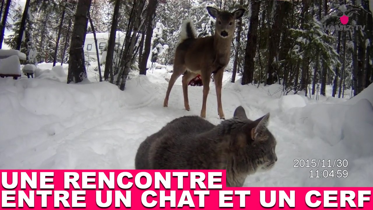 Une rencontre entre un chat et un cerf ! Revivez l'instant dans la minute chat #140