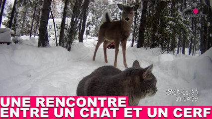 Une rencontre entre un chat et un cerf ! Revivez l'instant dans la minute chat #140