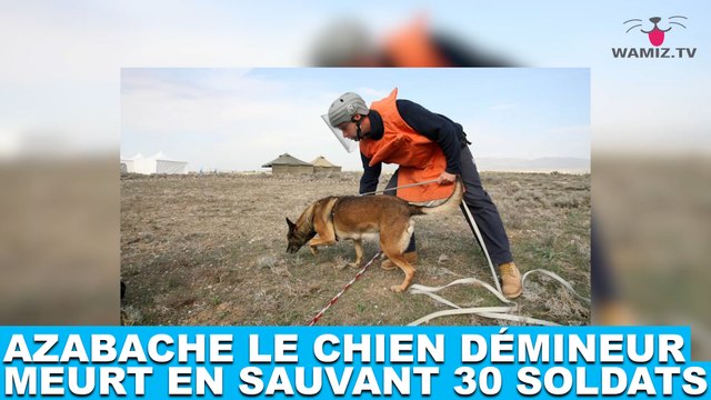 Azabache le chien démineur meurt en sauvant 30 soldats ! Plus d'infos dans la minute chien #140