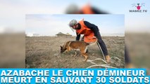 Azabache le chien démineur meurt en sauvant 30 soldats ! Plus d'infos dans la minute chien #140