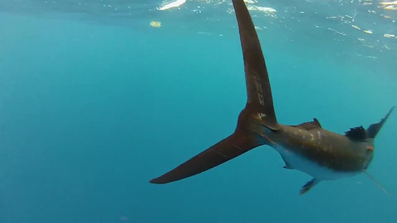 Billfish Tagging