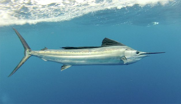 Islamorada Sailfish - Sailing the Keys