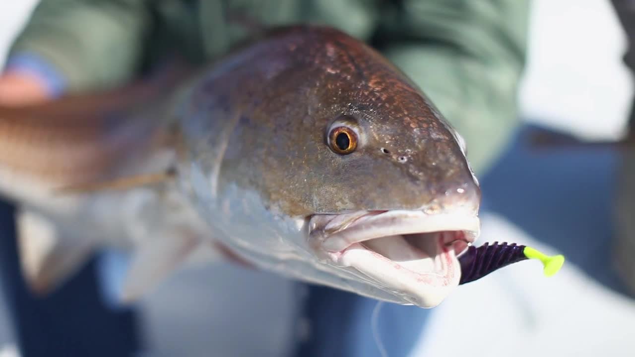 Redfish Management