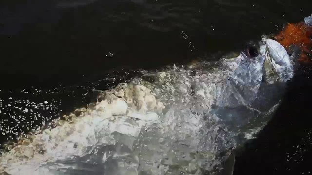 Hilton Head - Lowcountry Silver Kings