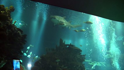 Ronaldinhos Hai-Alarm in Arabien | Kuwait Champions Challenge