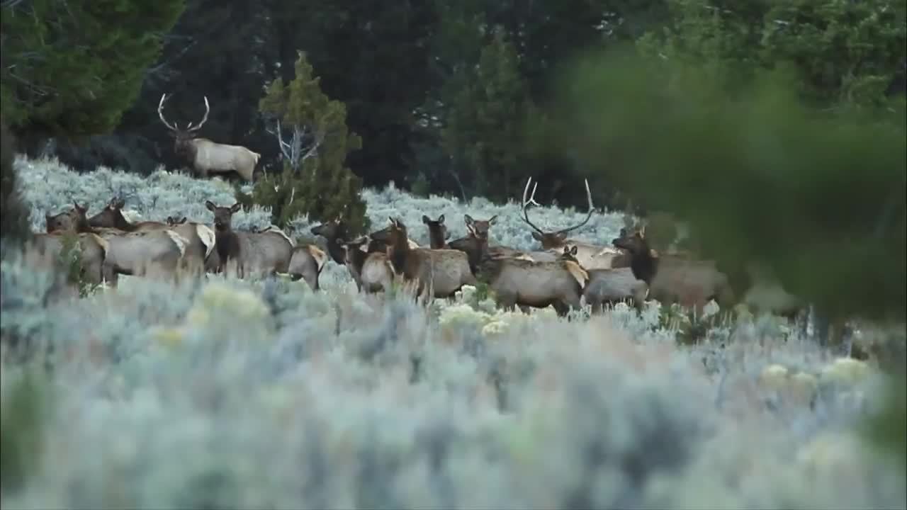 Record Quest: Elk Glassing 101