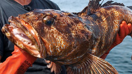 Alaska Halibut - Primal Pull