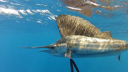 Palm Beach Sailfish - Light-Tackle Acrobats