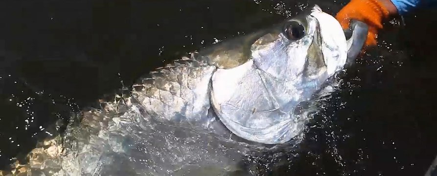 Hilton Head - Lowcountry Silver Kings