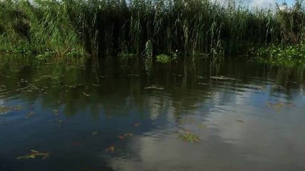 Louisiana Reds - Part 1 of 3