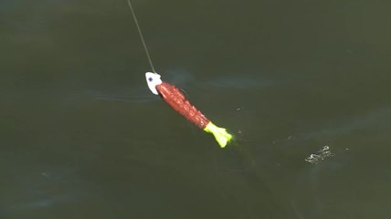 Berkley BDS - Driven to Fish