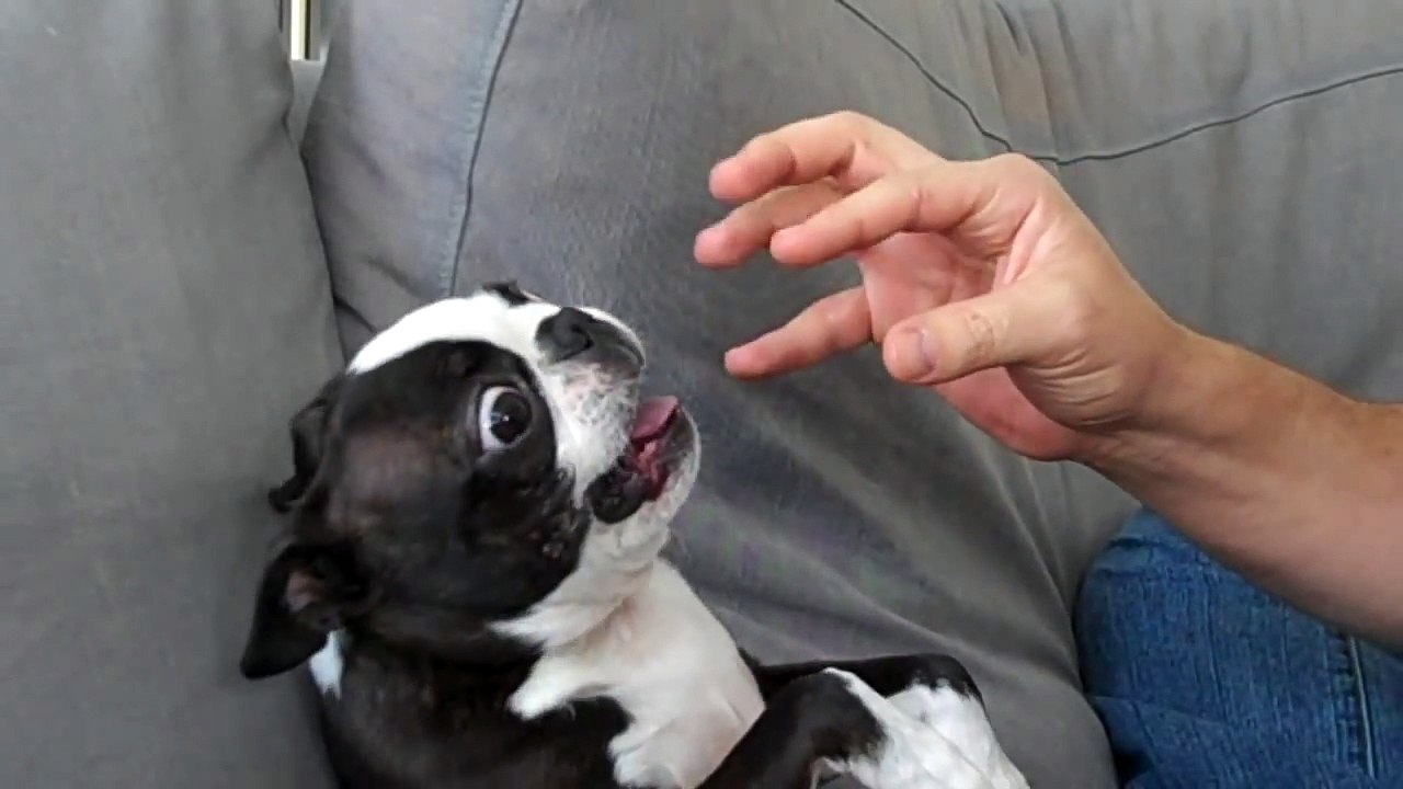 Angriest Puppy