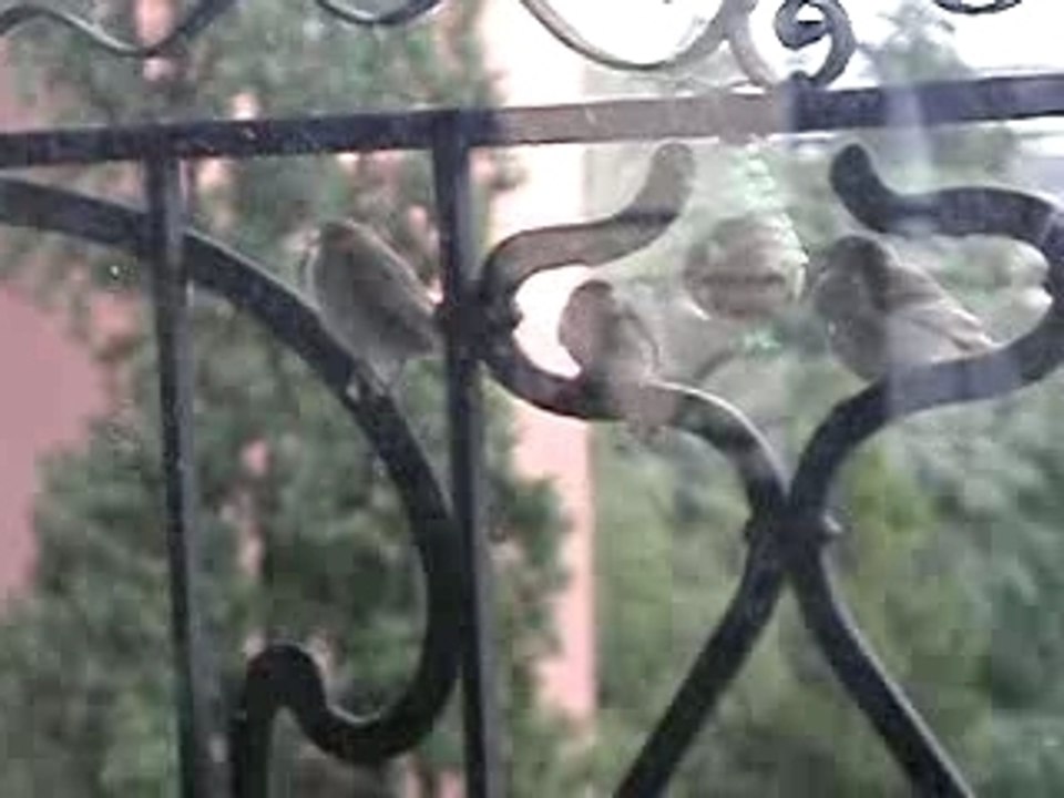 Des Minous aux Moineaux