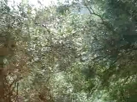 singe à bejaia kabylie