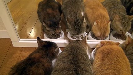 9 cats ×2 鏡に映った猫 Cat in the mirror