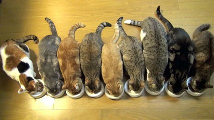 ９匹の猫ガツガツと食事をする！9 Cats gobble down food！