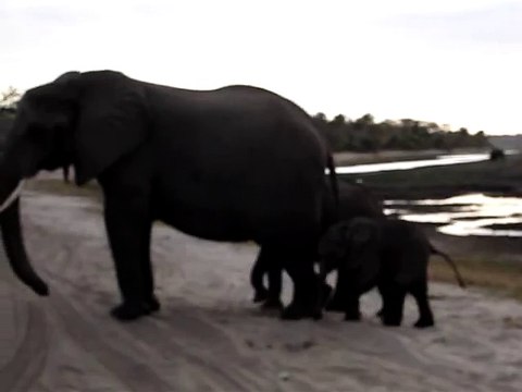 Baby elephant sneezes and scares himself.