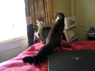 Cat scared of her reflection