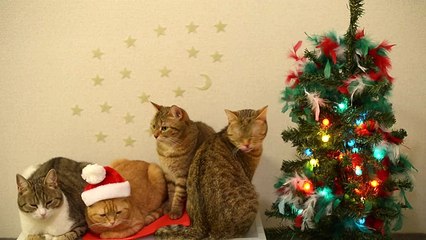 9匹の猫のクリスマス☆ 9 cats of Christmas