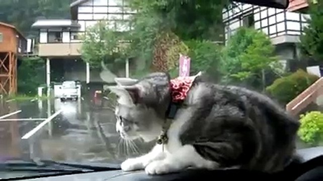 CAT Playing Car wiper ( its fun )