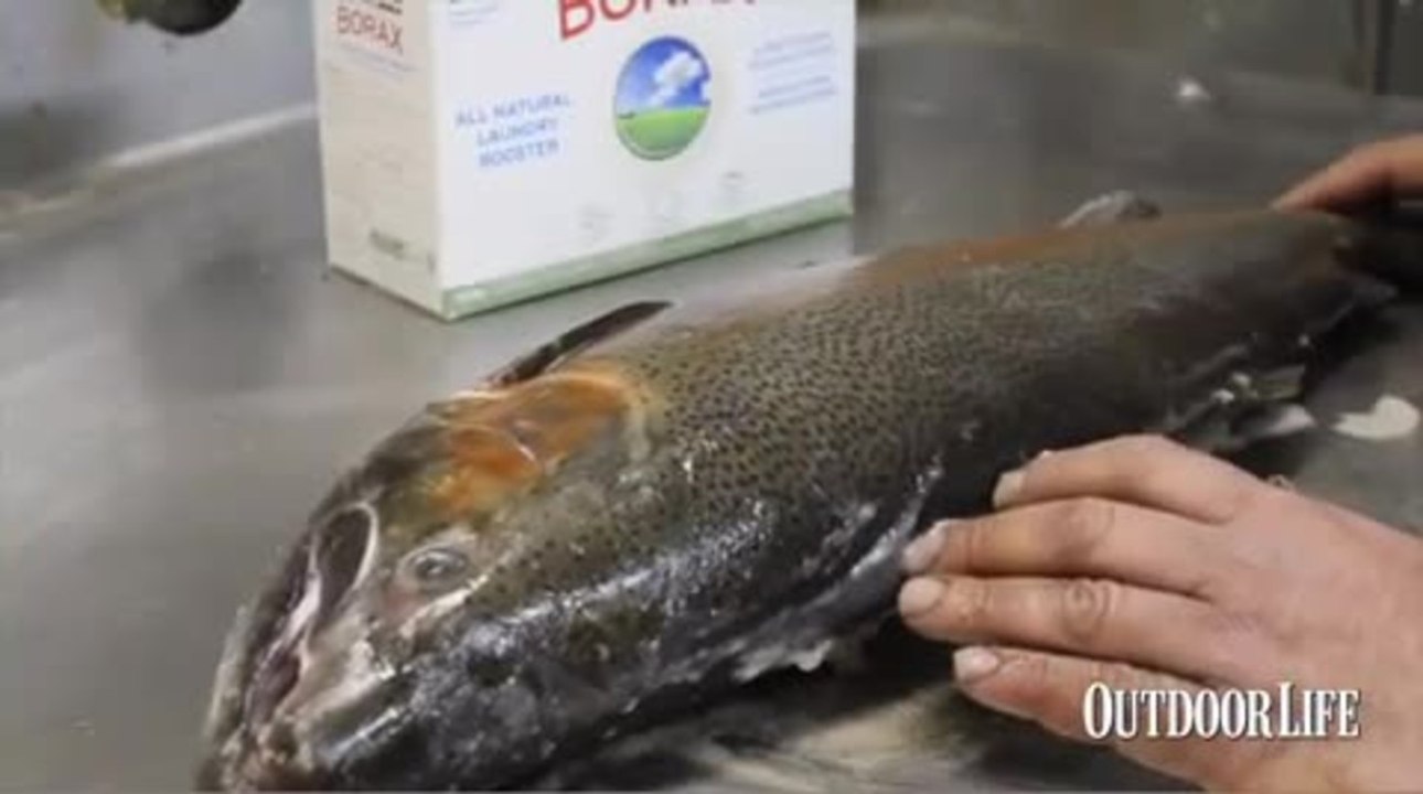 07 - How to Preserve a Fish for Skin Mounting - video Dailymotion