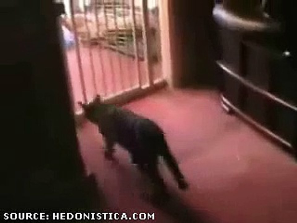Kitty Cat Gets Owned