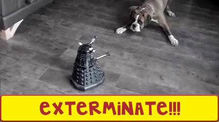This Dog Doesn't Trust The Daleks