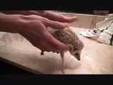 How to give your hedgehog a bath